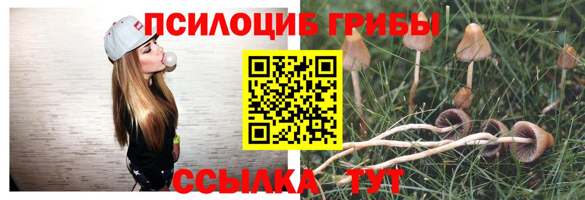 Фрязино  Псилоцибиновые грибы Psilocybine cubensis  Вход с VPN 